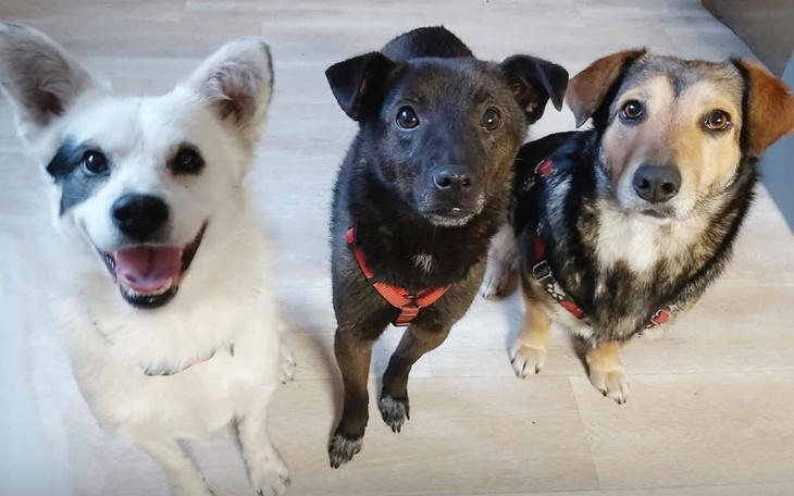 Trzy psy siedzące razem, uśmiechnięte i przyjazne.