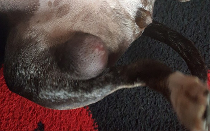 Zbiórka Leczenie Tii - zdjęcie główne