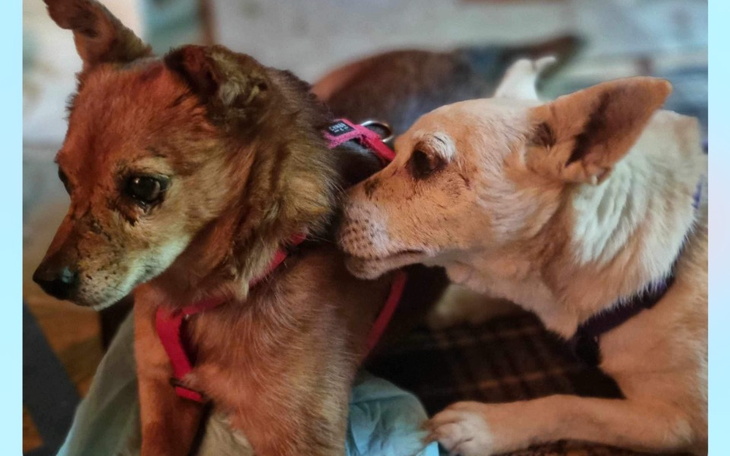 Zbiórka Zbieramy na holelik - zdjęcie główne