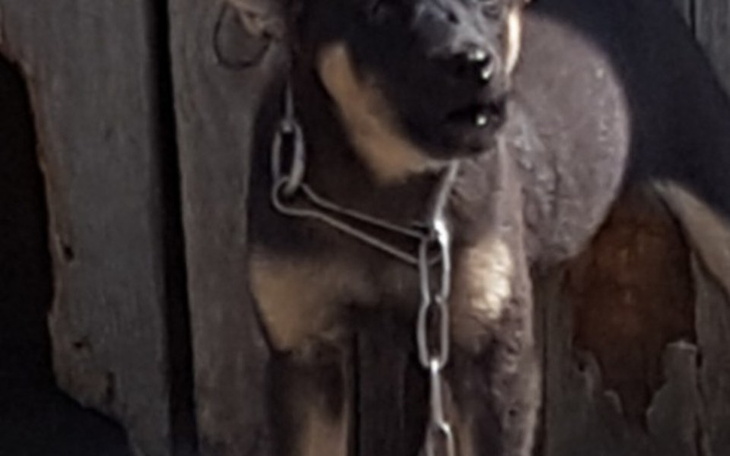 Zbiórka Szczeniaki bez pomocy! - zdjęcie główne