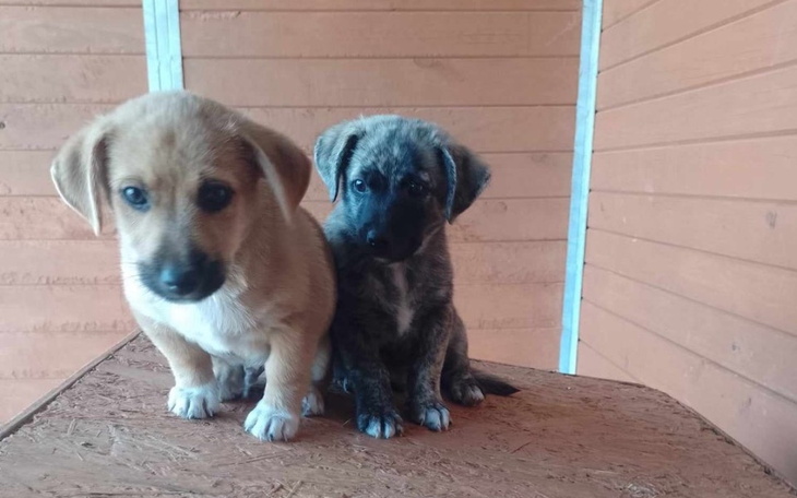 Zbiórka Na opłacenie leczenia giardii - zdjęcie główne