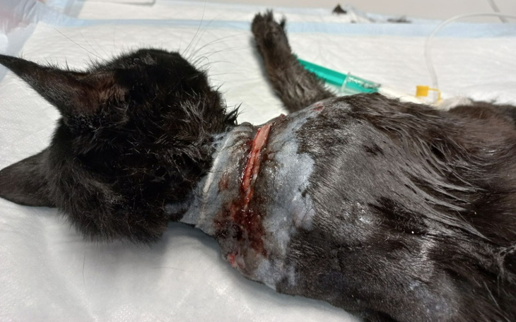 Zbiórka Sznurek wrośnięty w szyję kota. - zdjęcie główne