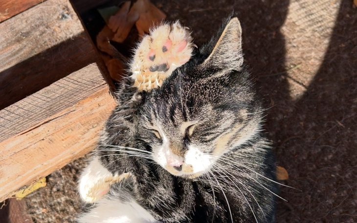 Kot leżący na słońcu, podnoszący łapę.