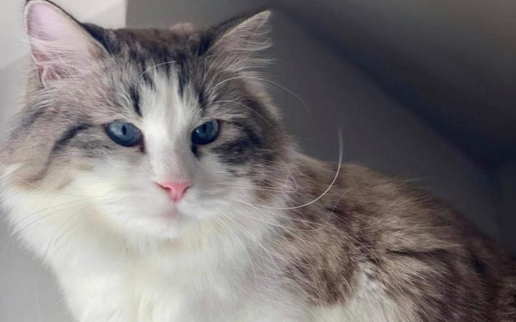 Zbiórka Ratujemy Gizmusia - zdjęcie główne