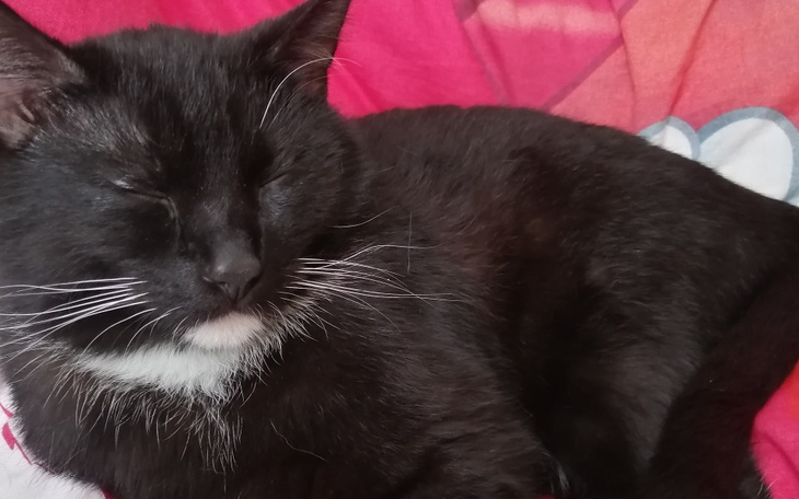 Zbiórka zbiórka na leczenie kici - zdjęcie główne