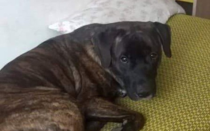 Zbiórka Operacja dla Bruna - zdjęcie główne