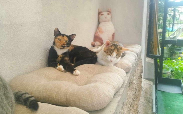 Zbiórka Podłoże na wybiegu dla kotów - zdjęcie główne