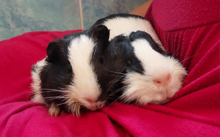 Zbiórka Leczenie i diagnostyka Bingo - zdjęcie główne