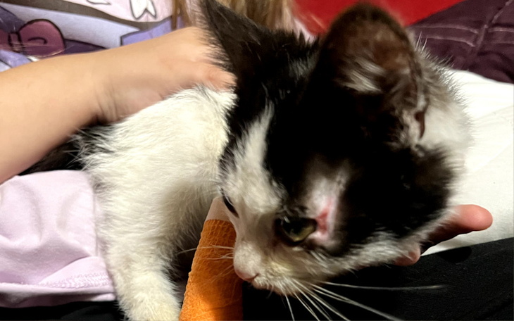 Zbiórka Ratujmy kotki - zdjęcie główne