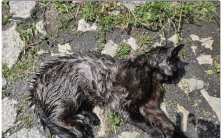 Mokry czarny kot leży na ziemi.