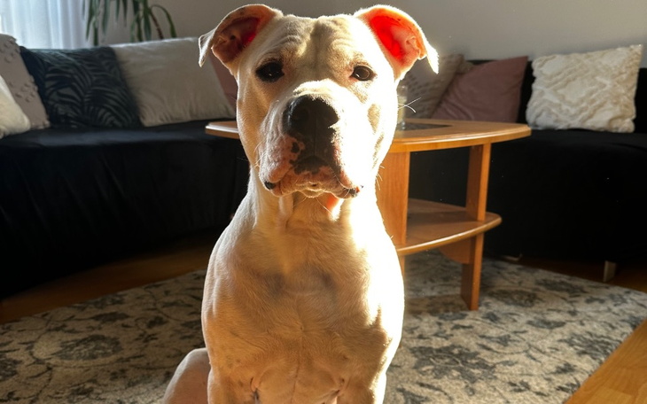 Zbiórka Operacja łapek Gretki - zdjęcie główne