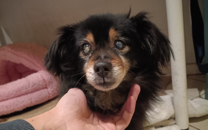 Pies z zamglonym wzrokiem, wyglądający na spokojnego.