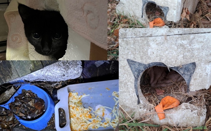 Koty w schronisku, jedno z nich patrzy z otwartego miejsca.