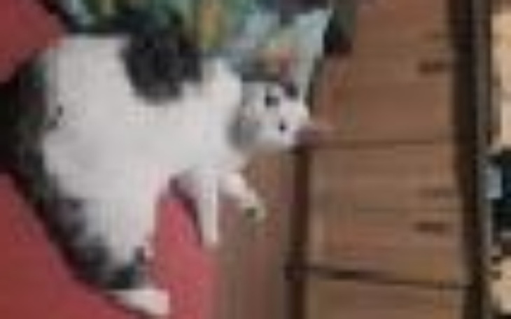 Zbiórka Leczenie szogunka - zdjęcie główne