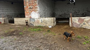 Zbiórka Zabrane z łańcuchów - miniaturka zdjęcia