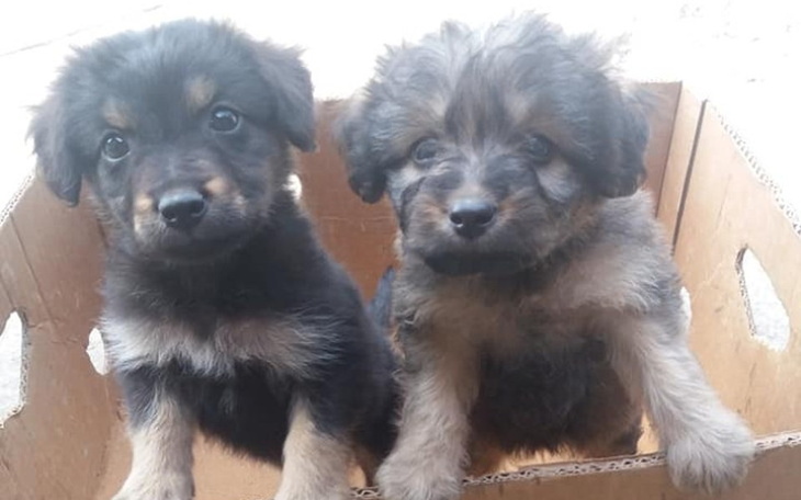 Zbiórka na szczylki - zdjęcie główne