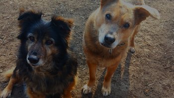 Zbiórka Na szczepienia i badania - miniaturka zdjęcia