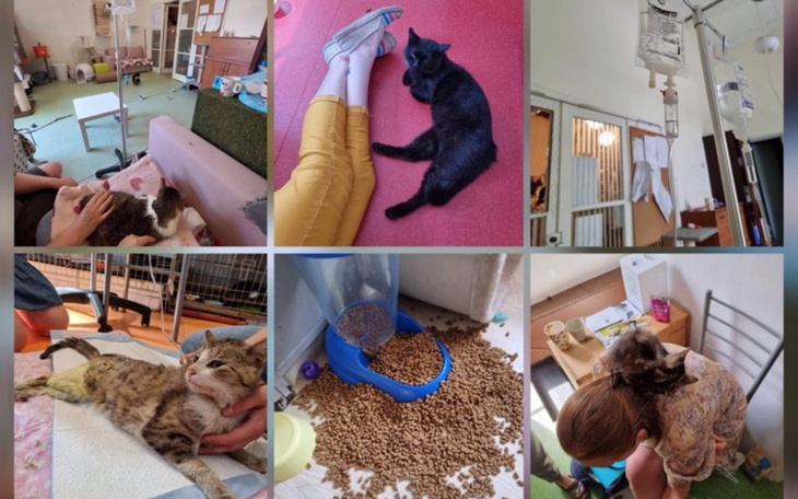 Zbiórka Uratujmy jedyny dom jaki mają - zdjęcie główne