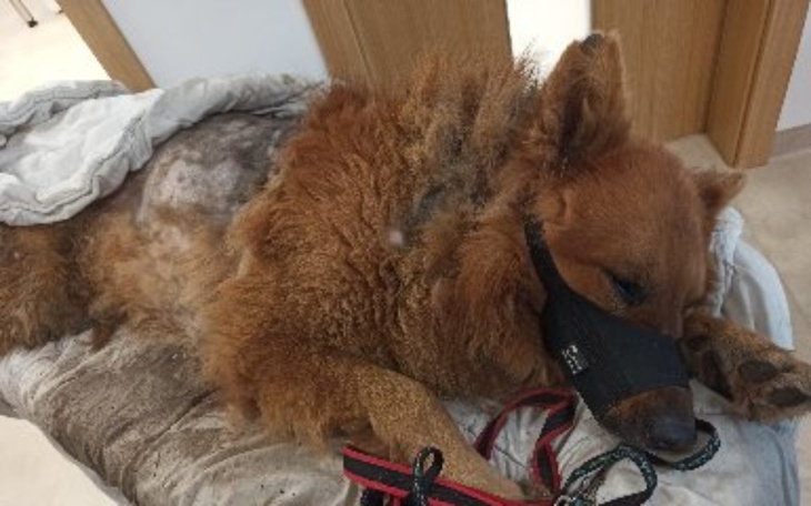 Zbiórka Miał tylko ból i samotność - zdjęcie główne