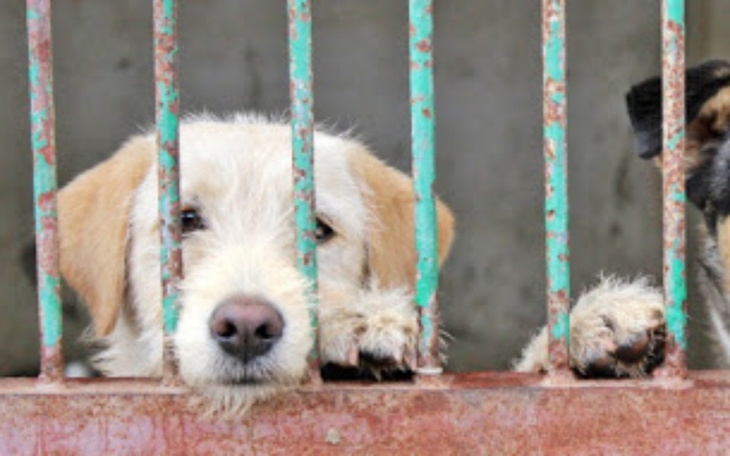 Zbiórka na karmę schroniska - zdjęcie główne