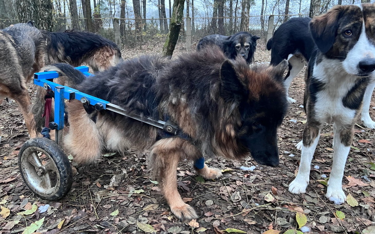 Pies na wózku inwalidzkim, otoczony innymi psami.