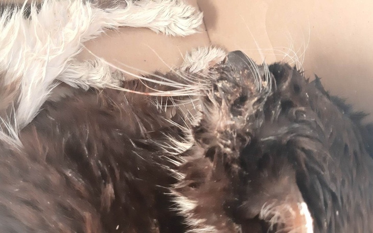 Zbiórka Joy - zdjęcie główne