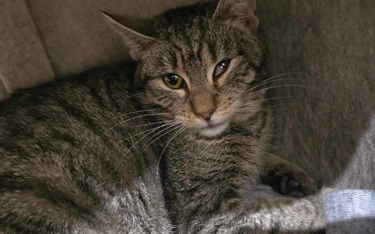 Kot leżący w kocie, z ciekawym spojrzeniem.