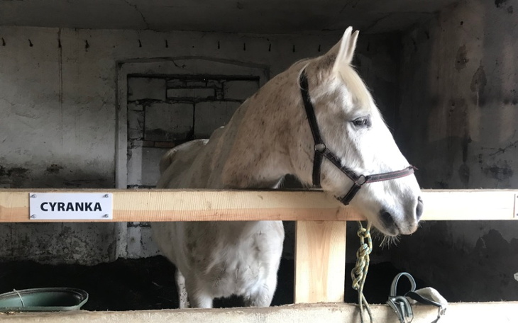 Zbiórka Remont domu i stajni - zdjęcie główne
