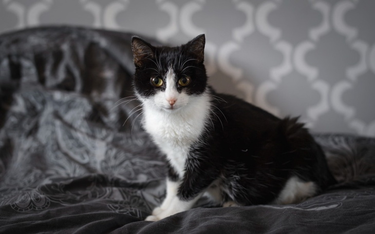 Zbiórka Życie dla Nyksi - zdjęcie główne