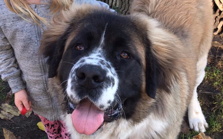 Zbiórka Ares może przestać chodzić - zdjęcie główne