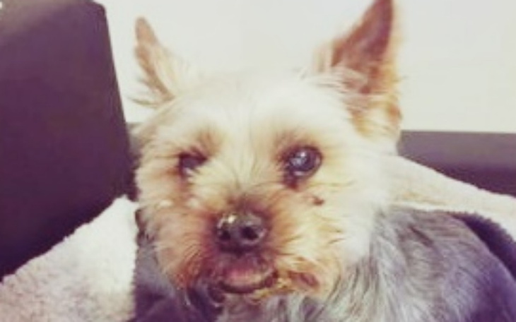 Zbiórka Na leczenie Gucia - zdjęcie główne