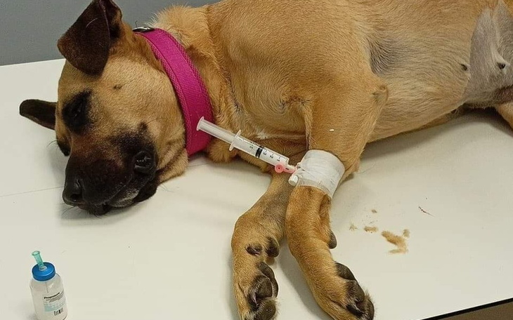 Zbiórka Ratowanie Życia Naszej Sabiny - zdjęcie główne