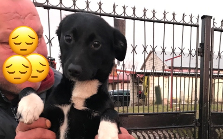 Zbiórka Pomóżmy suni godnie żyć. - zdjęcie główne