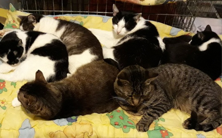 Zbiórka Leczenie i diagnostyka zwierząt - zdjęcie główne