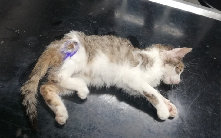 Zbiórka Amputacja albo śmierć - zdjęcie główne