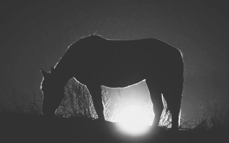 Czarnobiały koń na tle zachodzącego słońca.