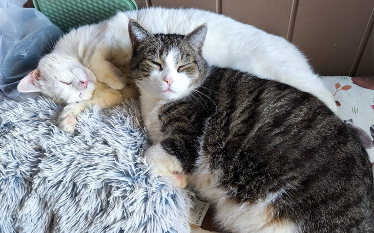 Dwa koty śpiące razem na poduszce.