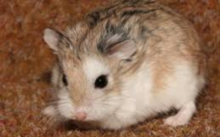 Zbiórka Operacja Chomika - zdjęcie główne