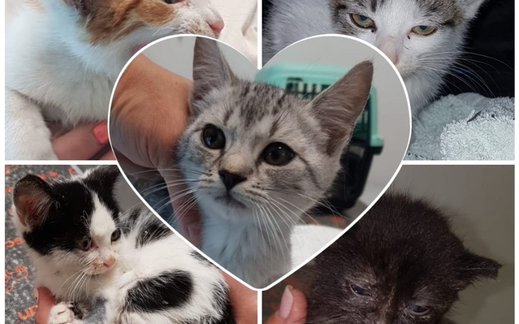 Zbiórka Zbiórka na kotki z sierocińca - zdjęcie główne