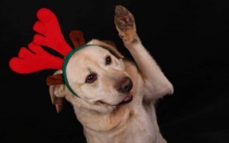 Zbiórka Skrzywdzony przez człowieka. - zdjęcie główne