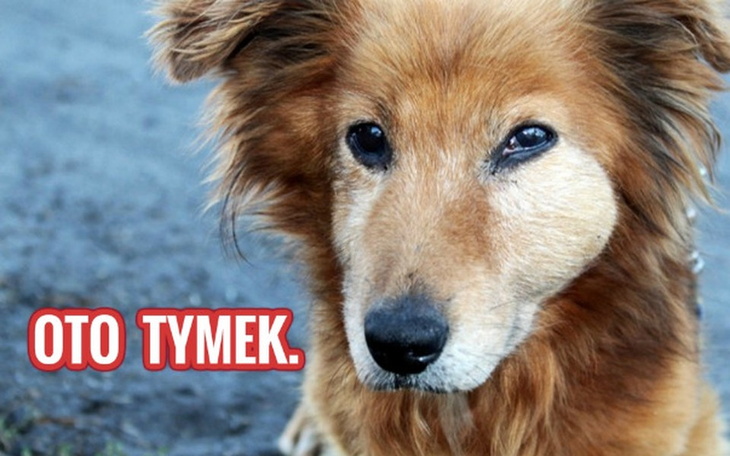 Zbiórka Pomoc dla Tymka. - zdjęcie główne