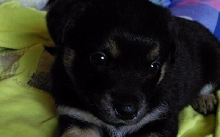 Zbiórka Pomoc Dla Soni . - zdjęcie główne