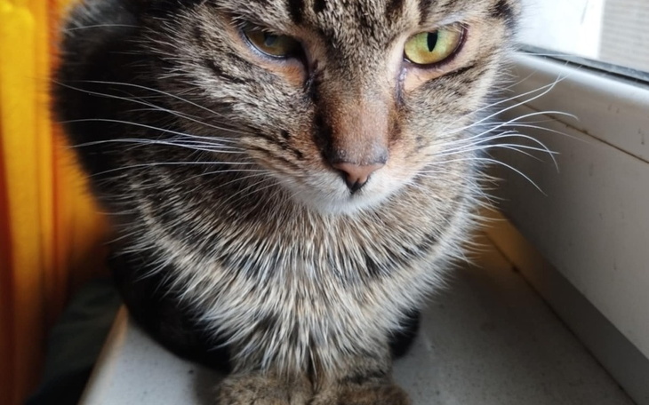 Kot z wyrazistymi oczami, siedzący na parapecie.