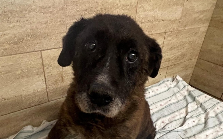 Starszy pies z wyrazem smutku na tle kafelków.