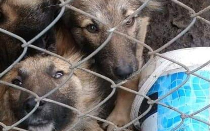 Dwa psy patrzące przez ogrodzenie w schronisku.