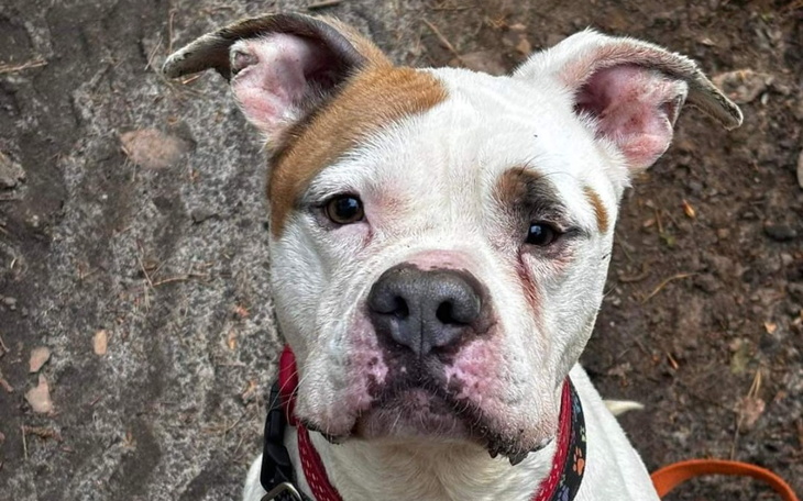 Zbiórka Okiem Wilka- kontra KLESZCZE - zdjęcie główne