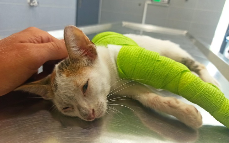 Zbiórka Kotka Maratonka - zdjęcie główne