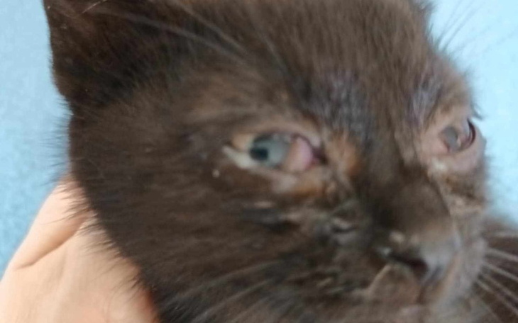 Zbiórka Dla Niki na nowy start - zdjęcie główne