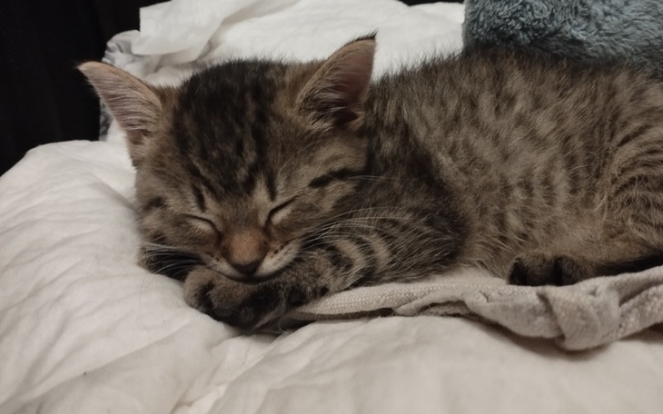 Zbiórka Utrzymanie tymczasu - zdjęcie główne