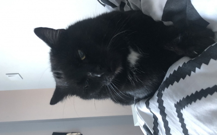 Zbiórka Uratujmy kotka przed Amputacją - zdjęcie główne